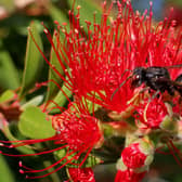 One hornet can eat up to 50 bees in a day (Photo: Shutterstock)