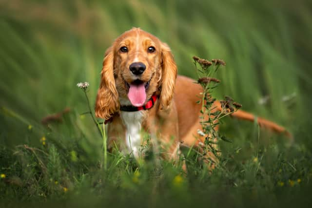 Cocker spaniels have been named the most expensive pet to own in 2023