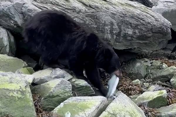 The  bear calmly stole a fresh-caught salmon, as the fisherman who caught it could only watch on in disbelief. (Photo: Collab/SWNS)