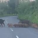 Two wild boars herd large group of piglets across road.