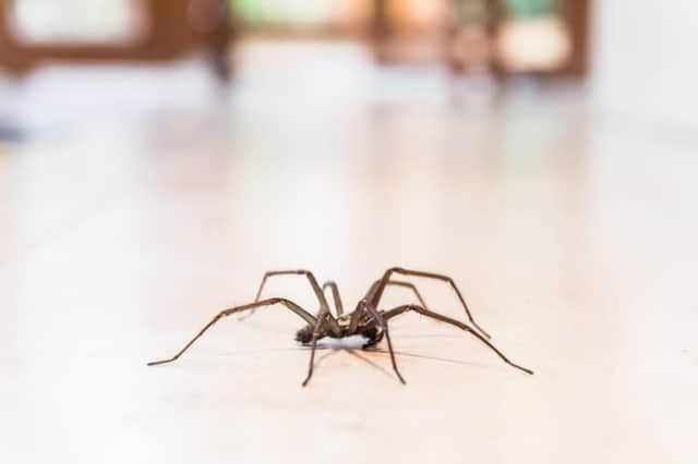 The arrival of autumn marks the official start of spider mating season (Photo: Shutterstock)