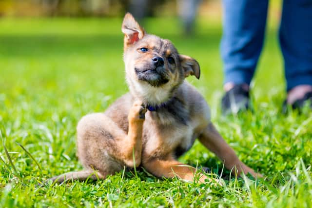 Do you know the signs of fleas? (Photo: Shutterstock)