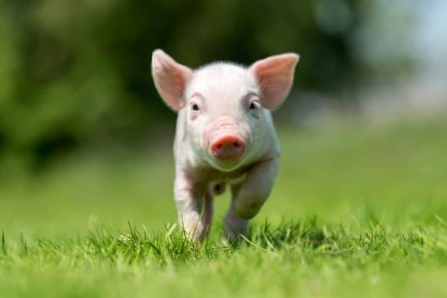 If you love animals and enjoy giving them cuddles, then this volunteer role could be perfect for you (Photo: Shutterstock)