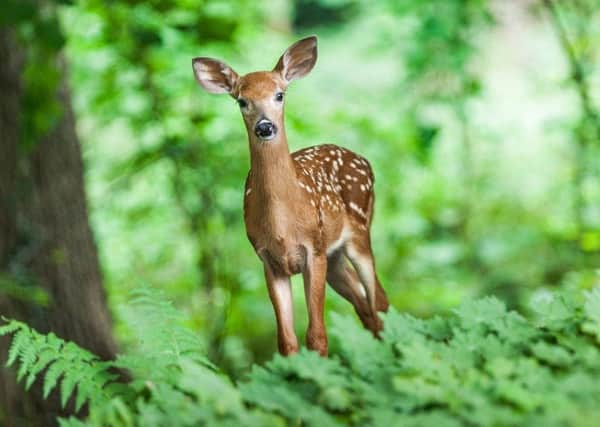 We have received reports of deer in the road. (Stock picture)