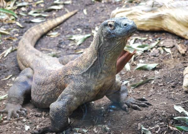 A fearless (Komodo) dragon