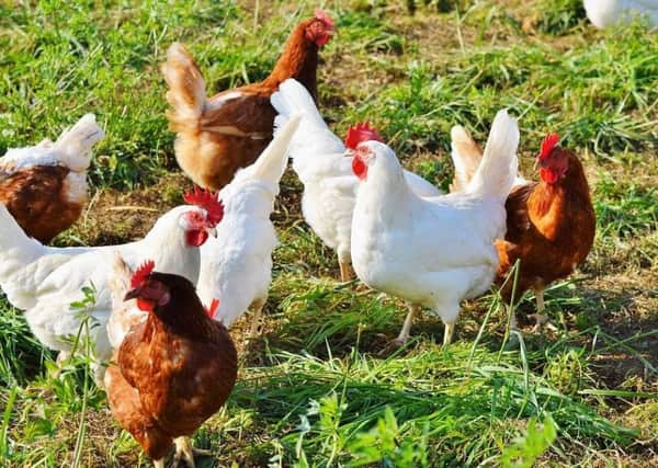 Warning about Avian flu