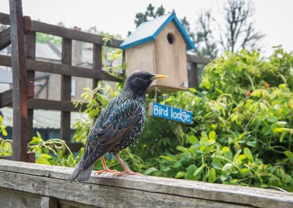 RSPB Big Birdwatch - Workshops at Pets at Home SUS-180123-125245001