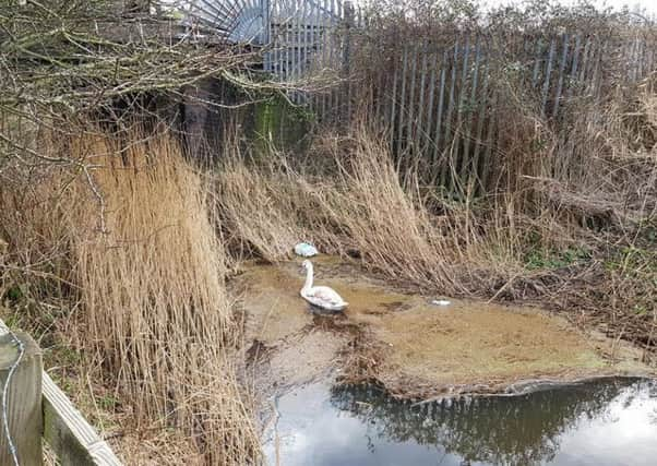 The injured swan off Golden Jubilee Way SUS-180702-144547001