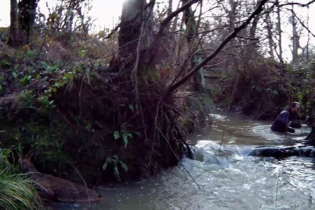 Roe Deer rescued in Uckfield