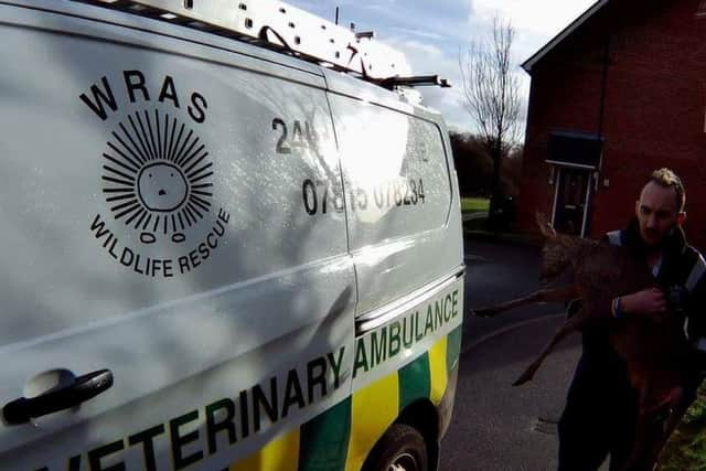 Roe Deer rescued in Uckfield