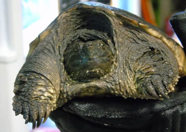 Snapping turtle