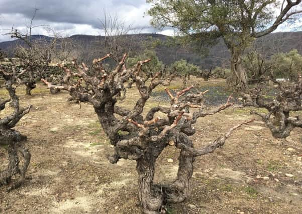 Eighty-year-old vines in Sierra de Salamanca