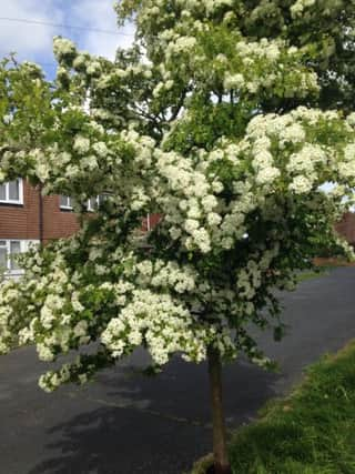 A hawthorn planted in Chyngton Avenue