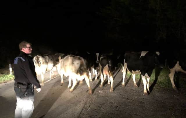 Cows on the A29 in Bury. Photo: Chichester Police