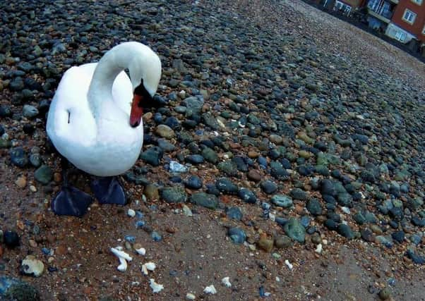 Swan at Sovereign Harbour SUS-181104-142628001