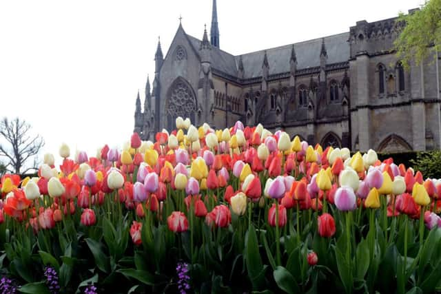 ks180190-30 Arundel Tulips  phot kate SUS-180424-180257008