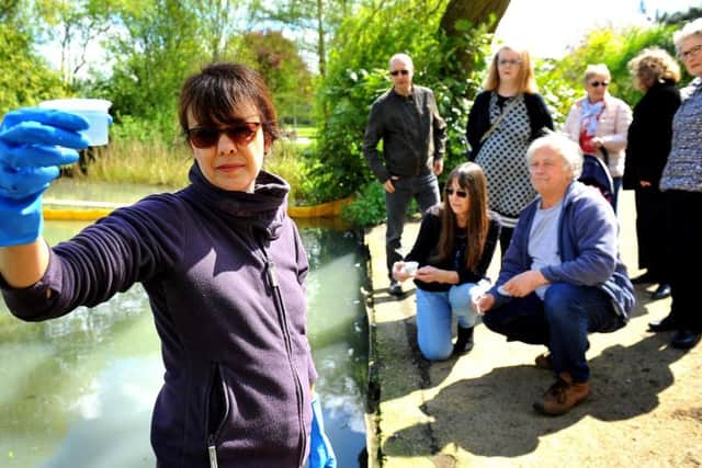 New Friends of Horsham Park chairman Sally Sanderson in waders at the pond taking a sample of contaminated water.