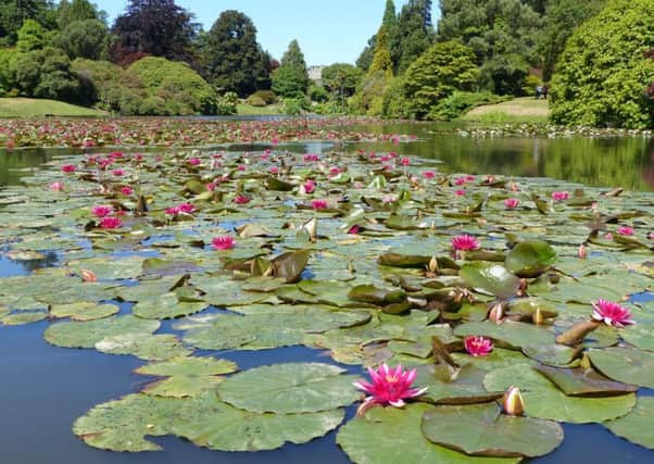 Middle Lake at Sheffield Park and Garden. Photograph: NTPL/ Nina Elliot-Newman