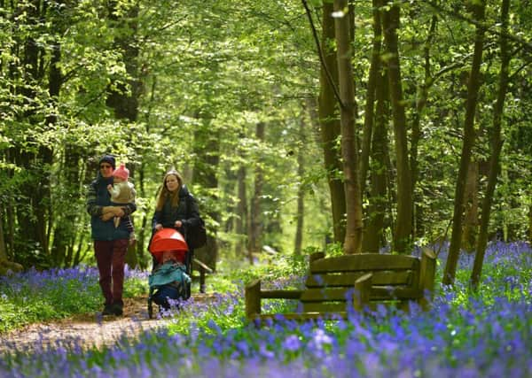 The Arlington Bluebell Walk and Farm Trail. Photograph by Peter Cripps: SUS-180426-072140008