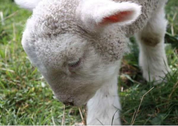 Lambs at Haslemere Museum