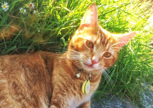 Missing cat Beano SUS-180618-134816001