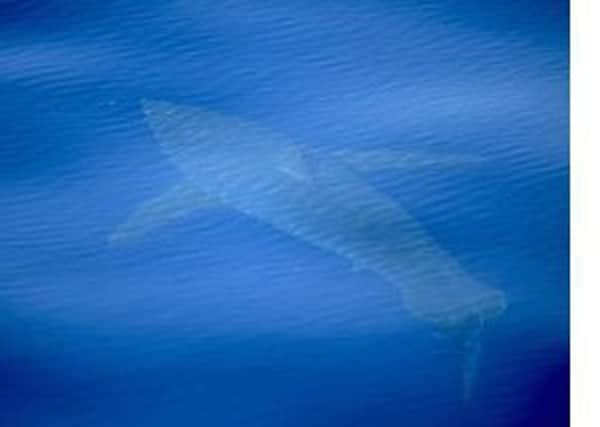 The great white shark spotted off the coast of Majorca. Photo by Alnitak/Orca Films SUS-181107-150427001