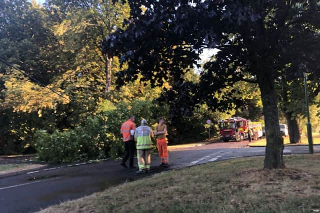 Engineers are working to remove the tree. Photo by Fin