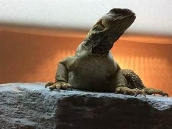 Zain the Egyptian Uromastyx lizard