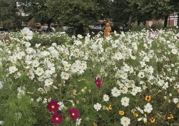 Wildflowers on Caffyns Field, Littlehampton