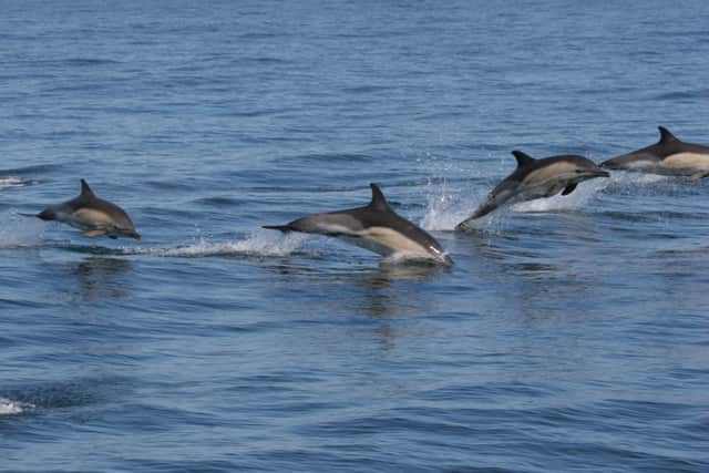 Dolphins on the Sussex coast SUS-180918-170252001