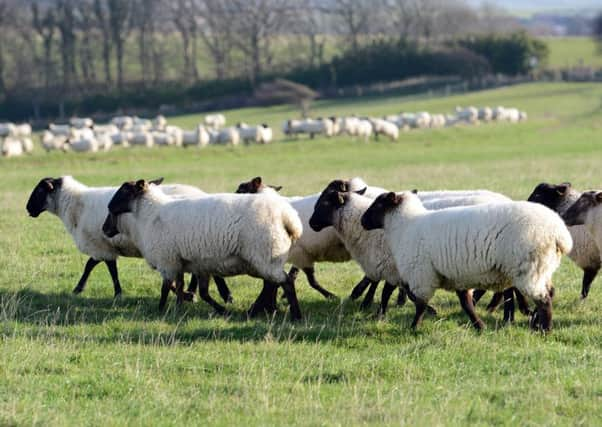 Telscombe community flock