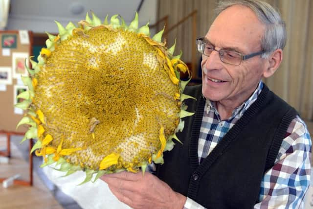 David Donovan with his prize-winning sunflower head, an entry in the novelty section. Pictures: Kate Shemilt ks180488-5