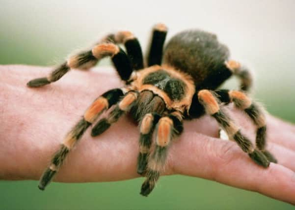 Spider Saturday at Drusillas Park