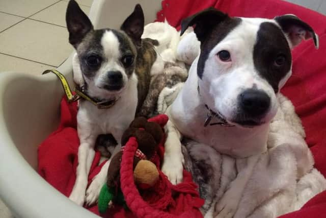 Dogs Trust Shoreham Jack with Staffordshire bull terrier Kara