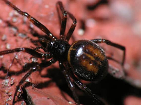 Don't panic ... the false widow