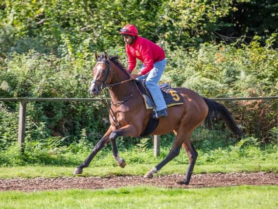 Goodwood Showman on the gallops