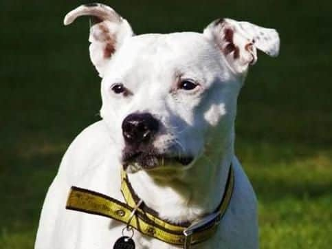 Senior Staffie Rosie is seeking a sofa to snooze on