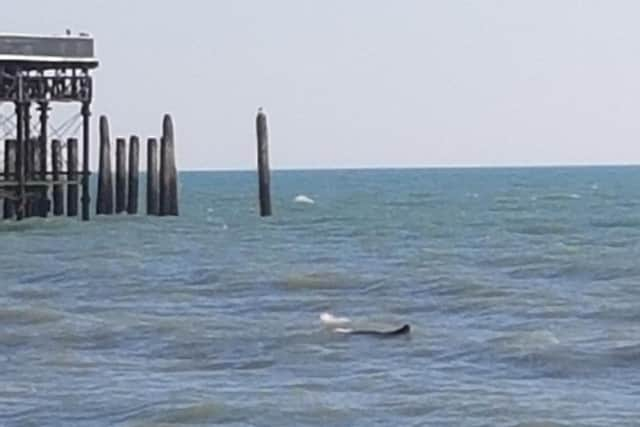 Ross Walters spotting a basking shark while he was swimming close to Hastings Pier. Picture: Ross Walters