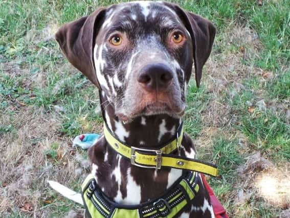 Duke is this week's dog of the week at Dogs Trust Shoreham