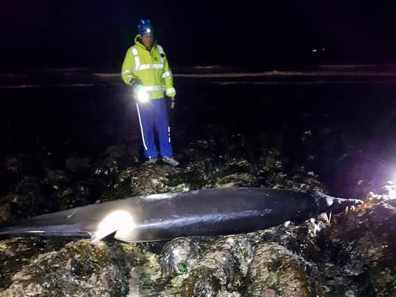 The stranded whale on Saltdean beach