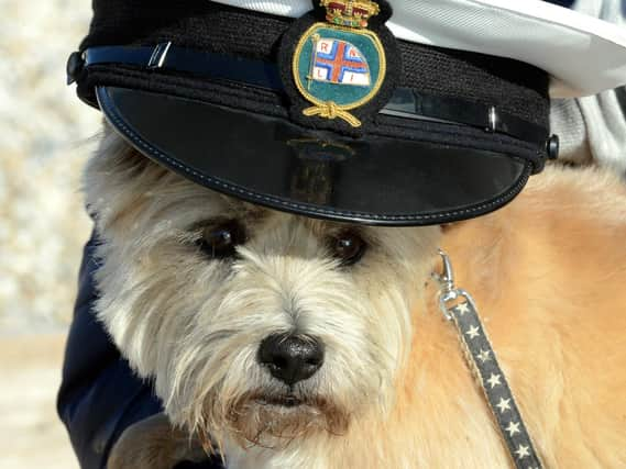 Nala, watching events after helping to name the lifeboat. Picture Kate Shemilt ks180533-10