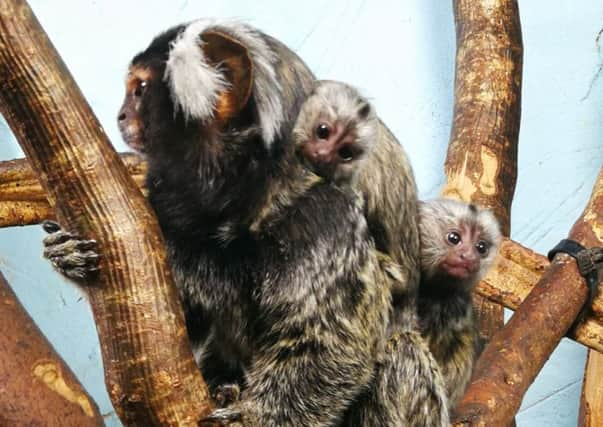 Marmoset twins SUS-180611-114348001