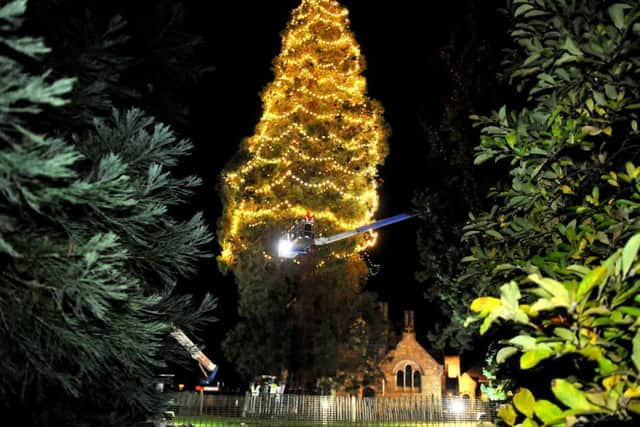 The tallest living Chrismas tree lit up at Wakehurst. Photo by Steve Robards