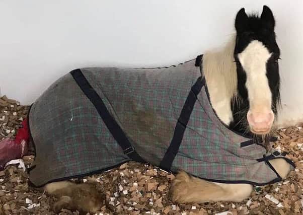 Wilbur getting some much-needed rest. Photo by Rainbow Bridge Equine Rescue