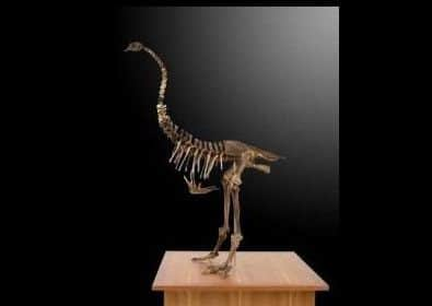 Moa skeleton