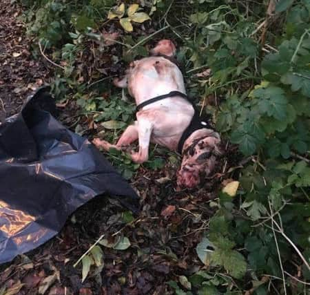 The dog was found on a public footpath on Wednesday