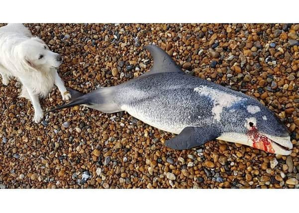 The dolphin was spotted by Justin Pollard on Pevensey Bay beach