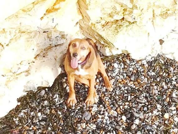 Scarlet's look of relief as Coastguard teams came to the rescue, photo by Newhaven Coastguard