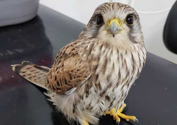 Kestrel from Newick SUS-181224-090359001