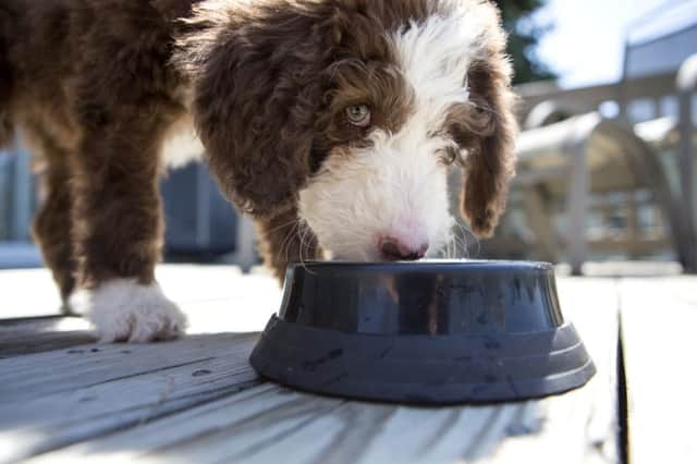 Dogs like this labradoodle puppy were helped during the Support Adoption For Pets annual Santa Paws appeal